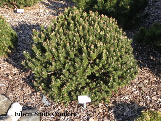 Pinus mugo 'Kissen'